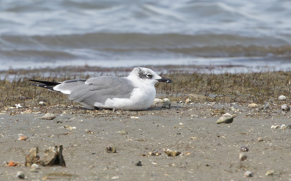 Laughing Gull - ML645357098