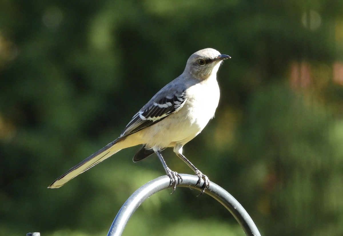 Northern Mockingbird - ML645357099