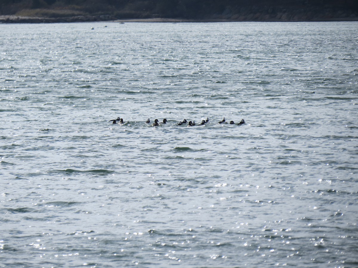 Bufflehead - ML645357100