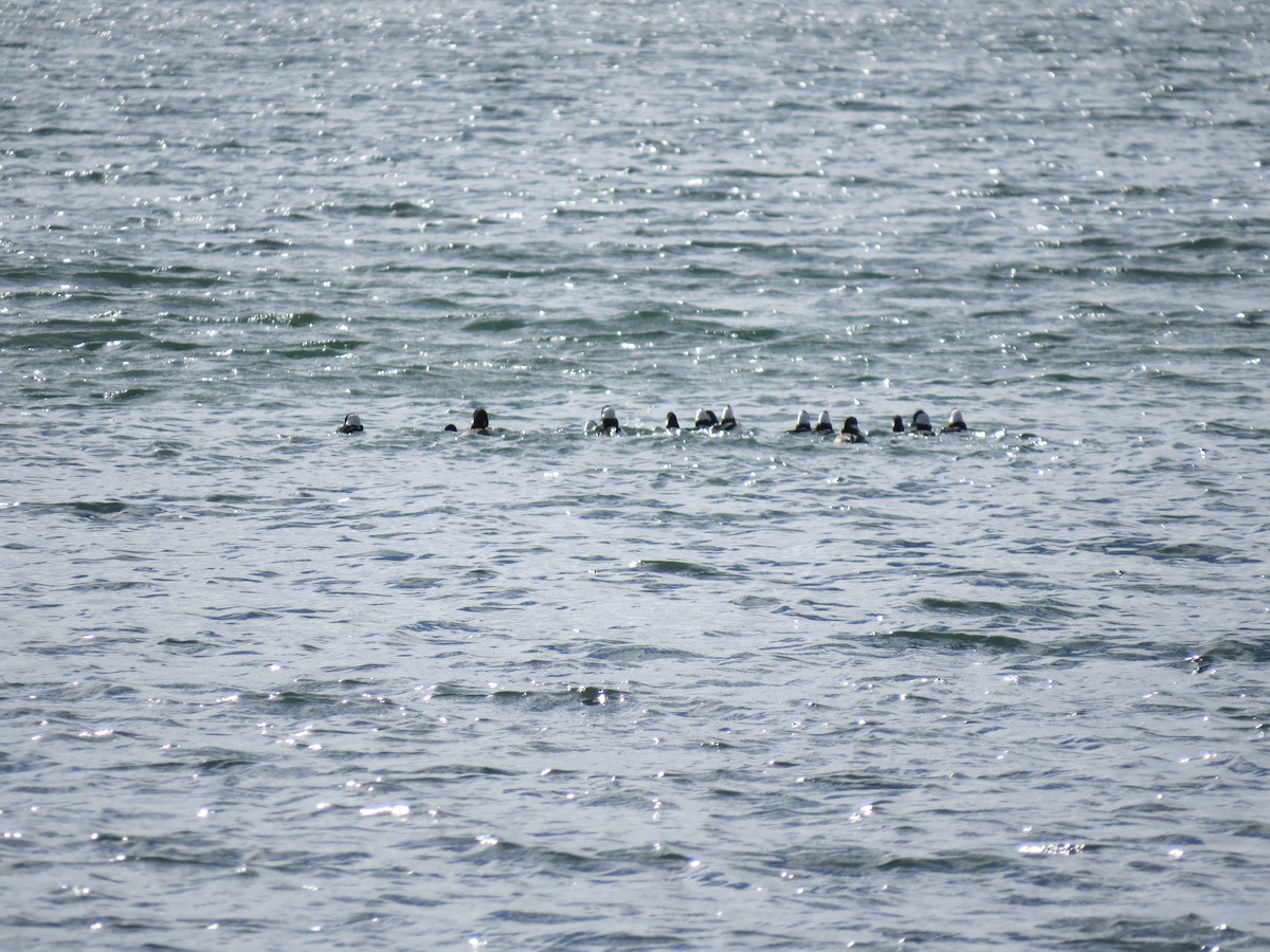 Bufflehead - ML645357101