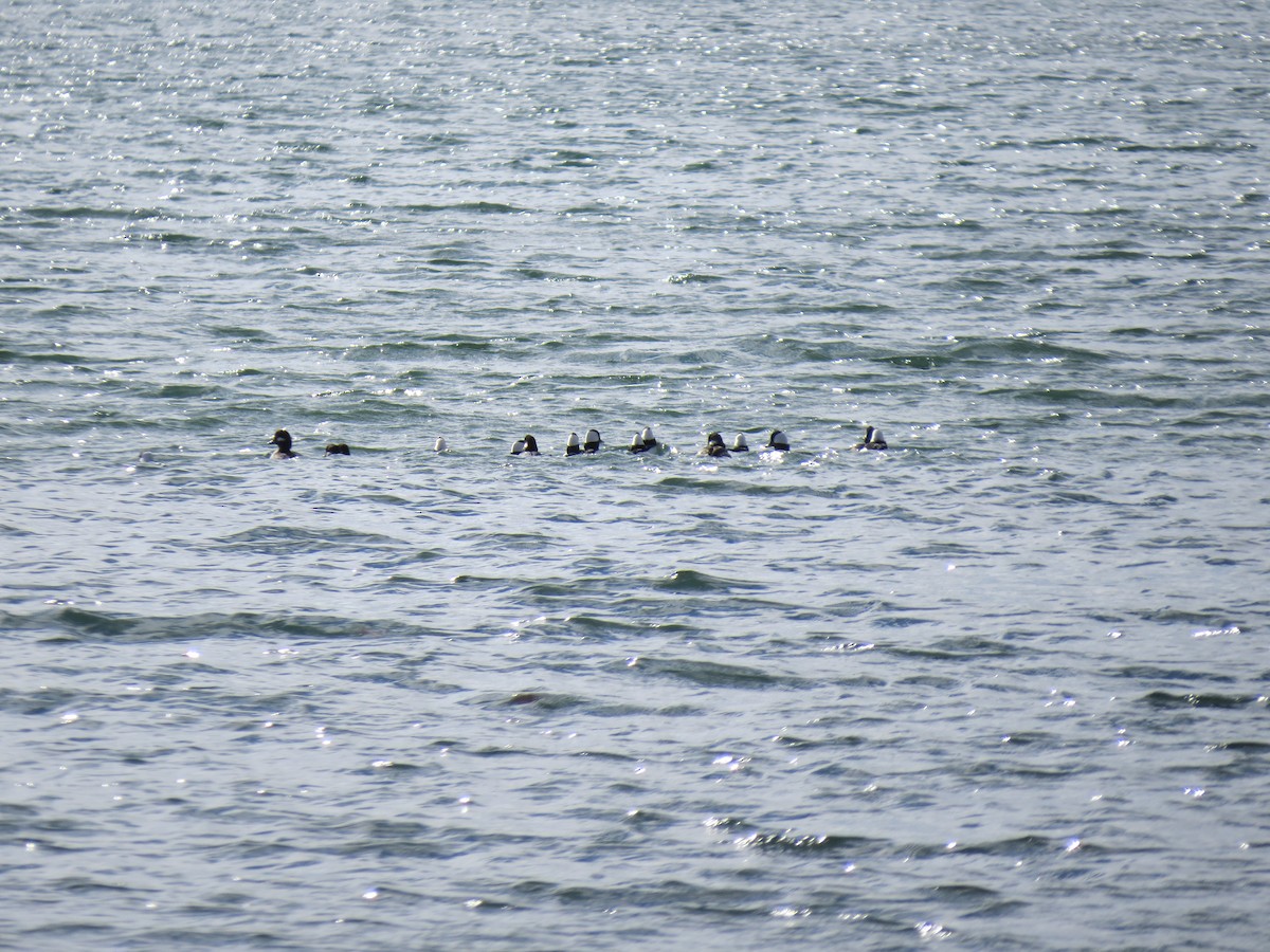 Bufflehead - ML645357102