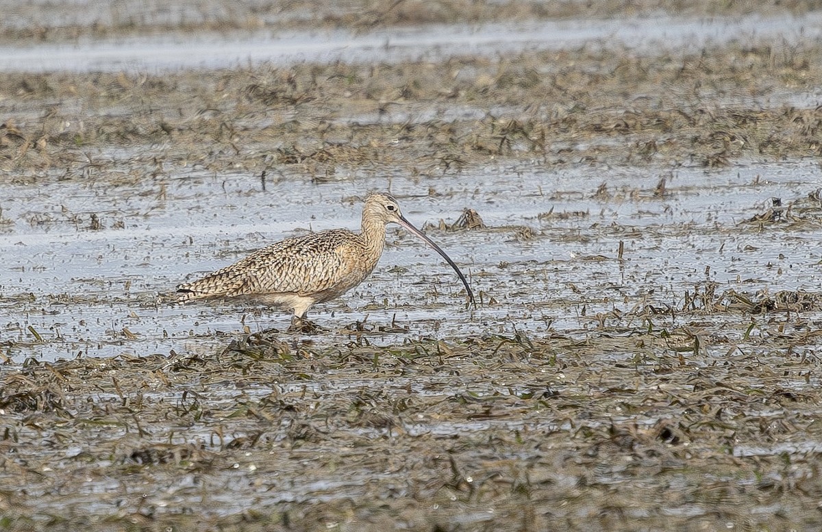 Long-billed Curlew - ML645357103