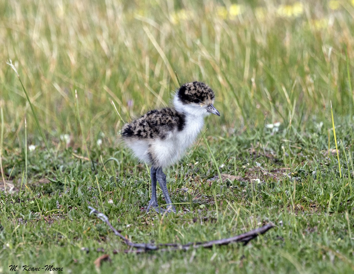 Masked Lapwing - ML645357104