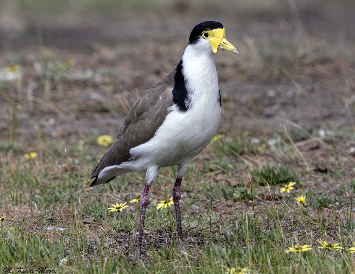 Masked Lapwing - ML645357105