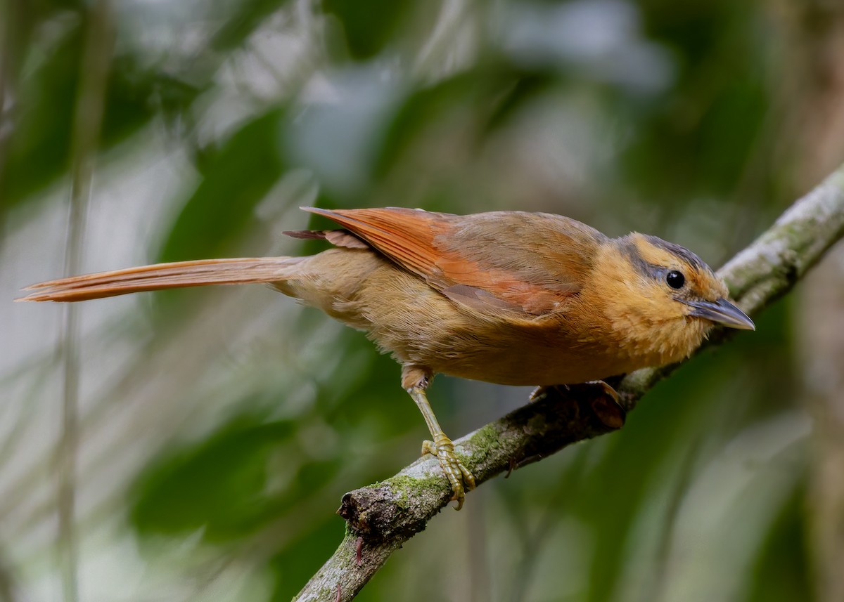 Buff-fronted Foliage-gleaner - ML645357110