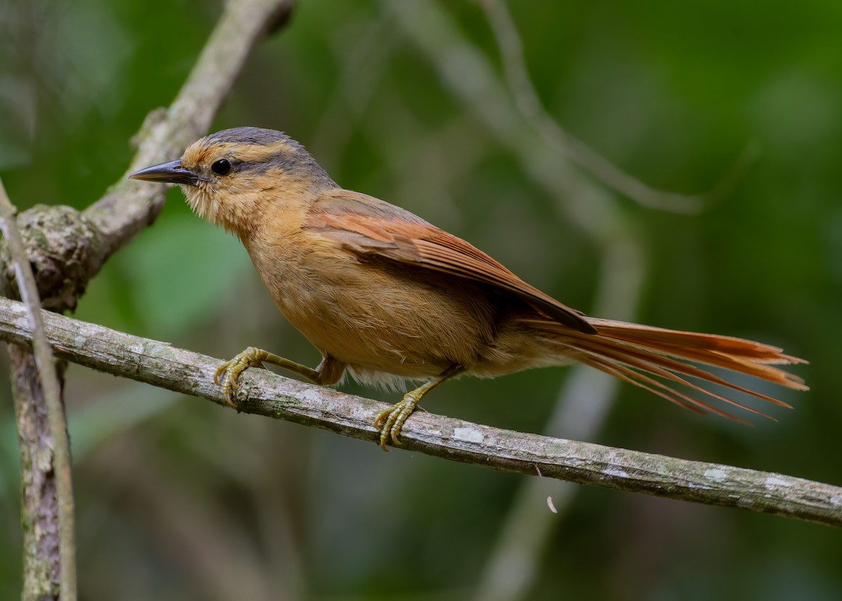 Buff-fronted Foliage-gleaner - ML645357111