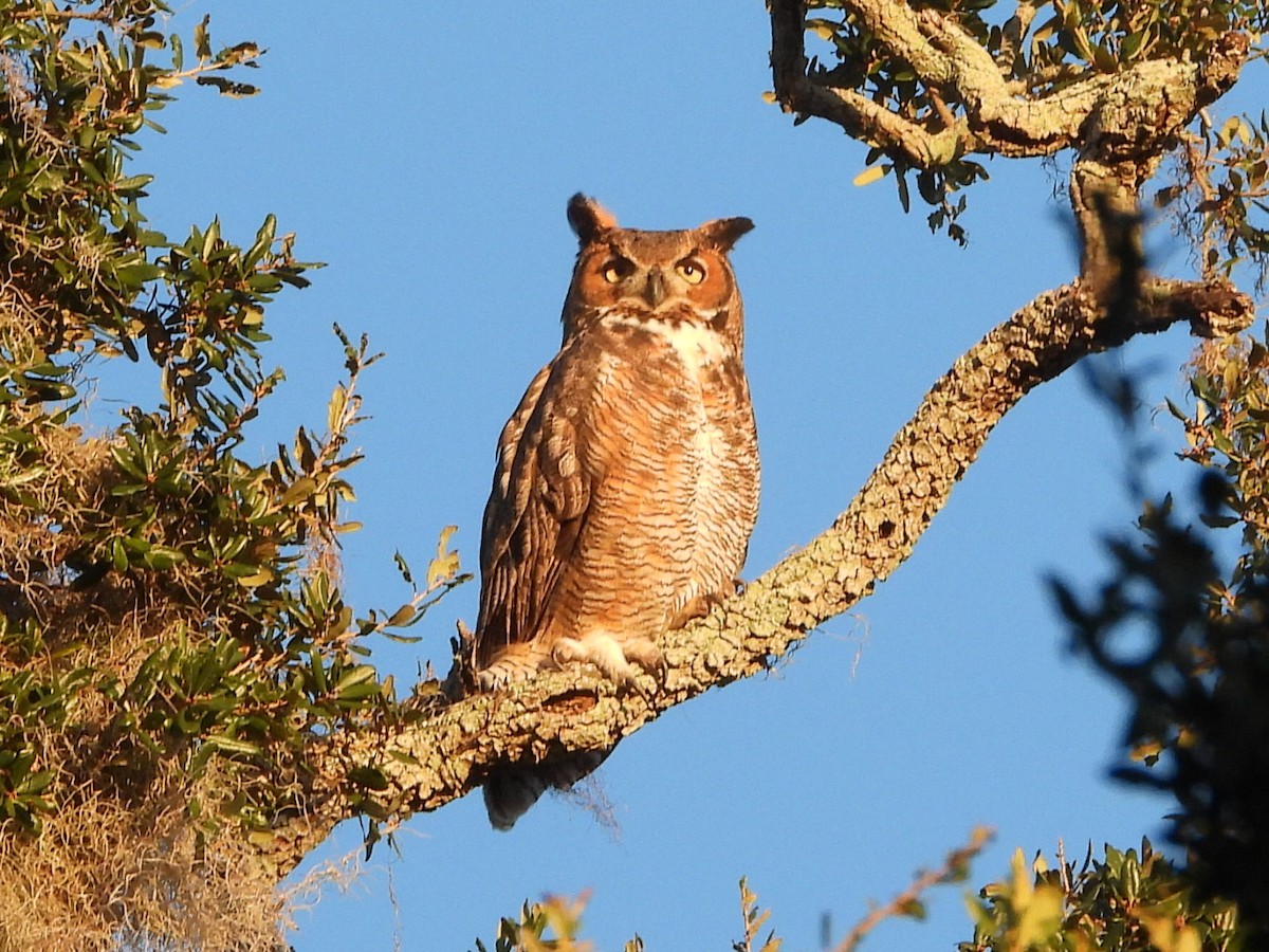 Great Horned Owl - ML645357112
