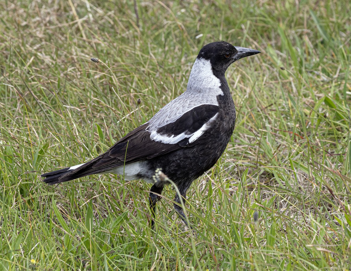 Australian Magpie - ML645357116
