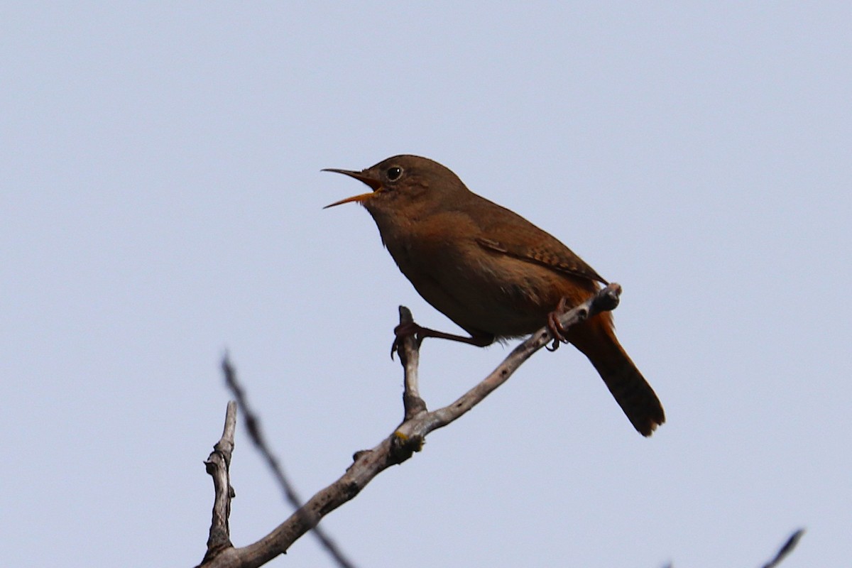Southern House Wren - ML645357118
