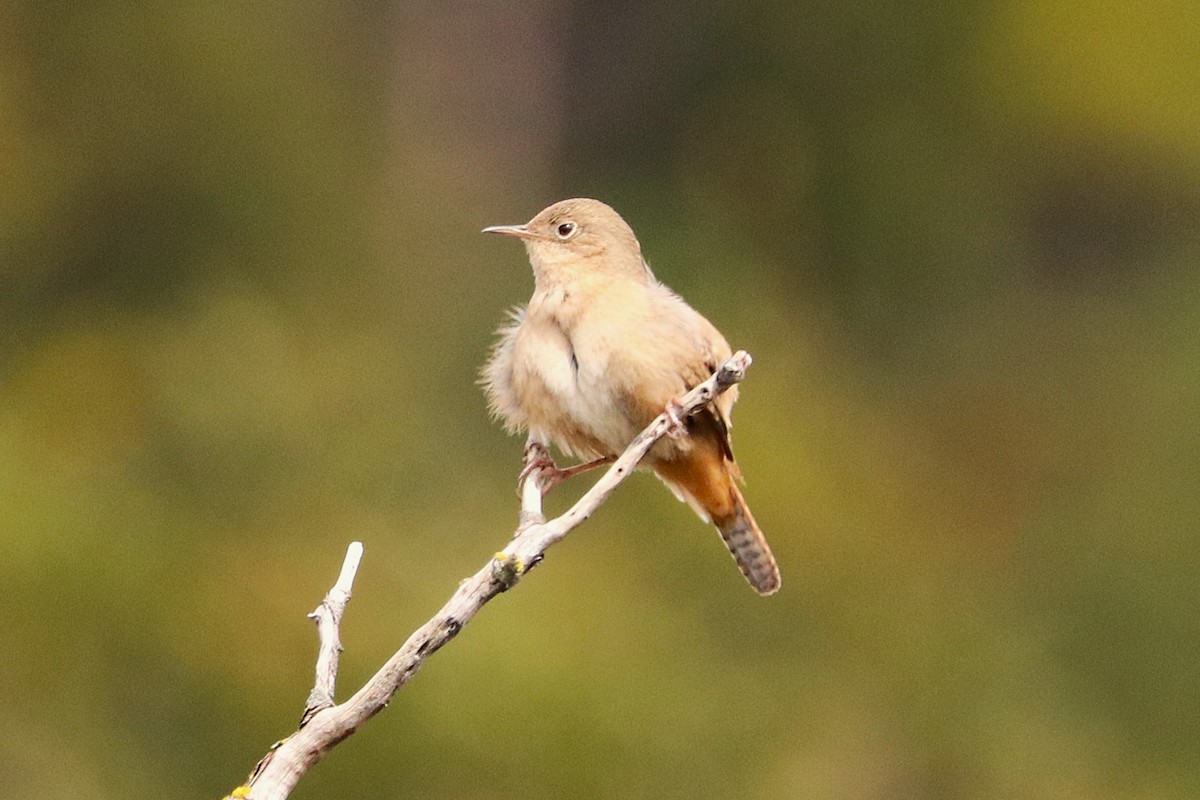 Southern House Wren - ML645357119