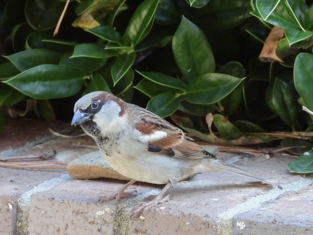 House Sparrow - ML645357121