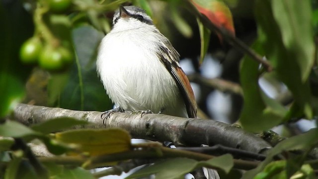 Tyranneau à ailes rousses - ML645357122