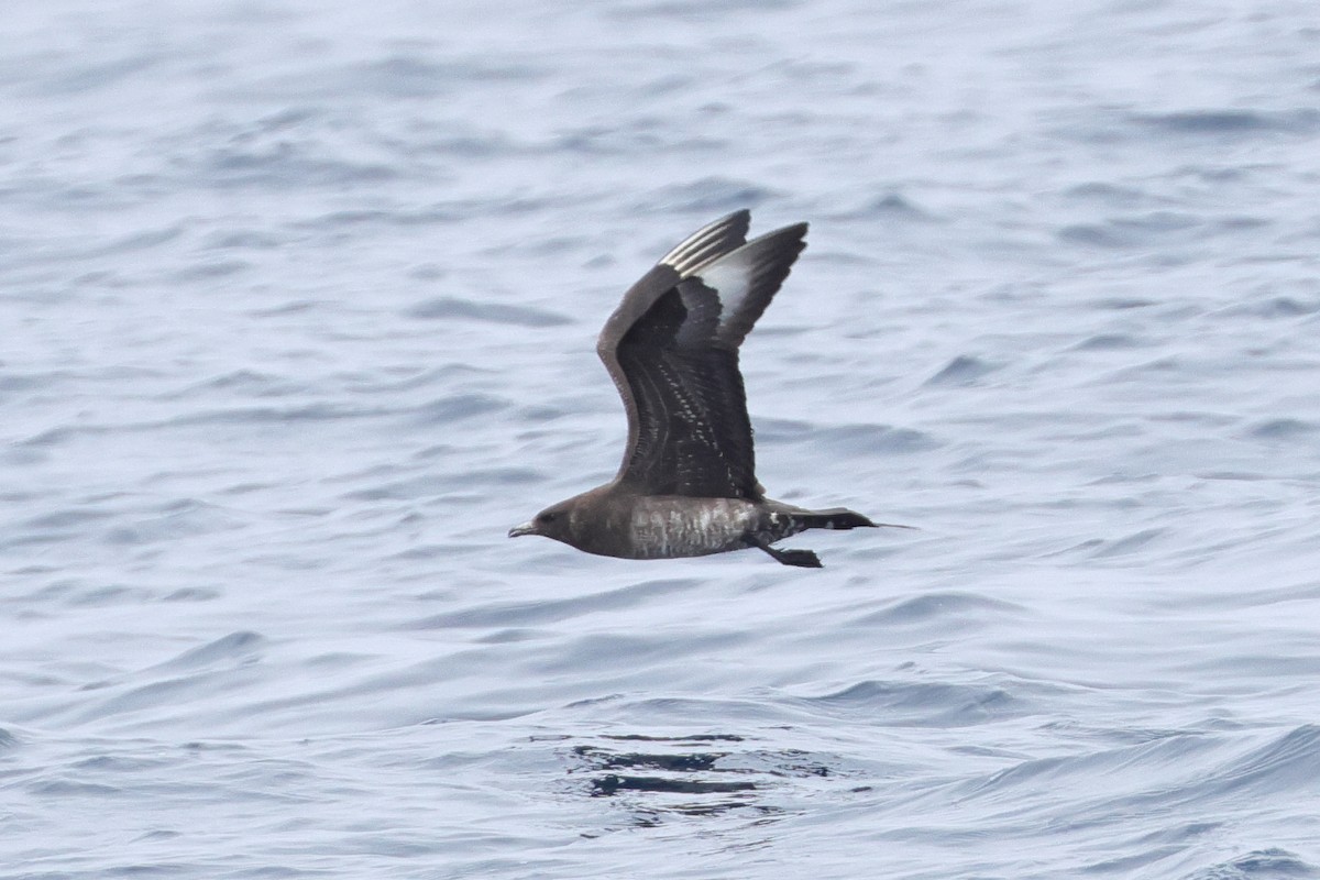 Parasitic Jaeger - ML645357123