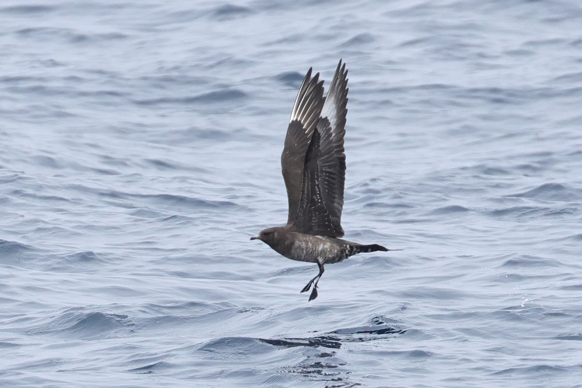 Parasitic Jaeger - ML645357124