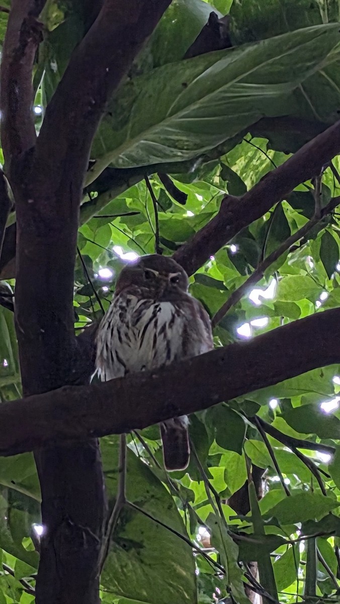 Ferruginous Pygmy-Owl - ML645357125