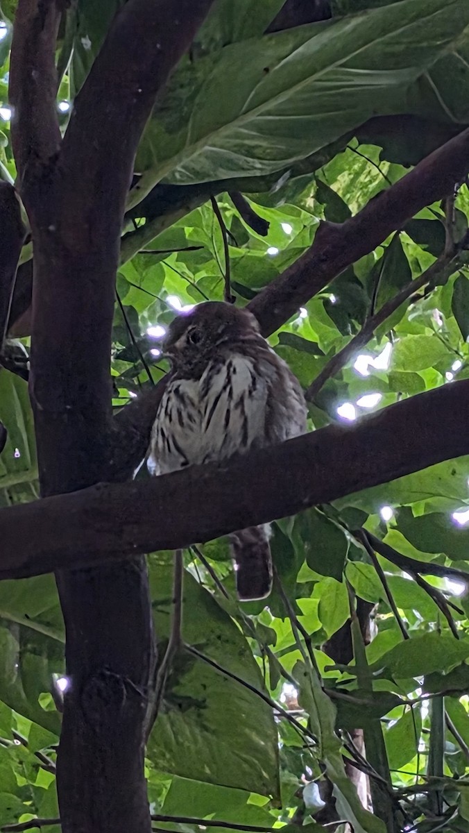 Ferruginous Pygmy-Owl - ML645357126