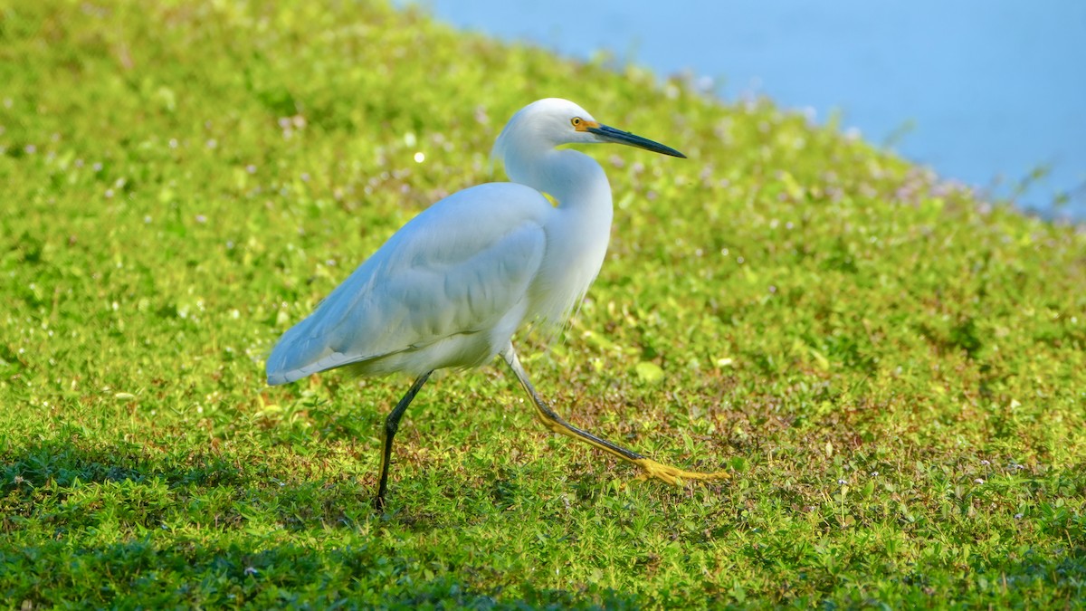 Snowy Egret - ML645357127