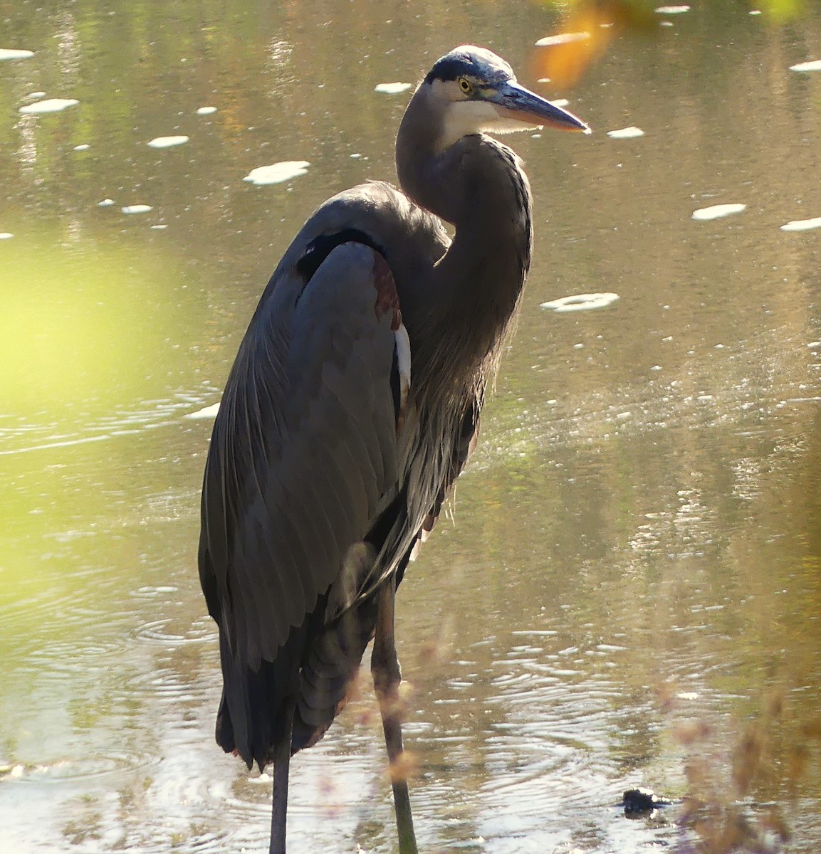 Great Blue Heron - ML645357131