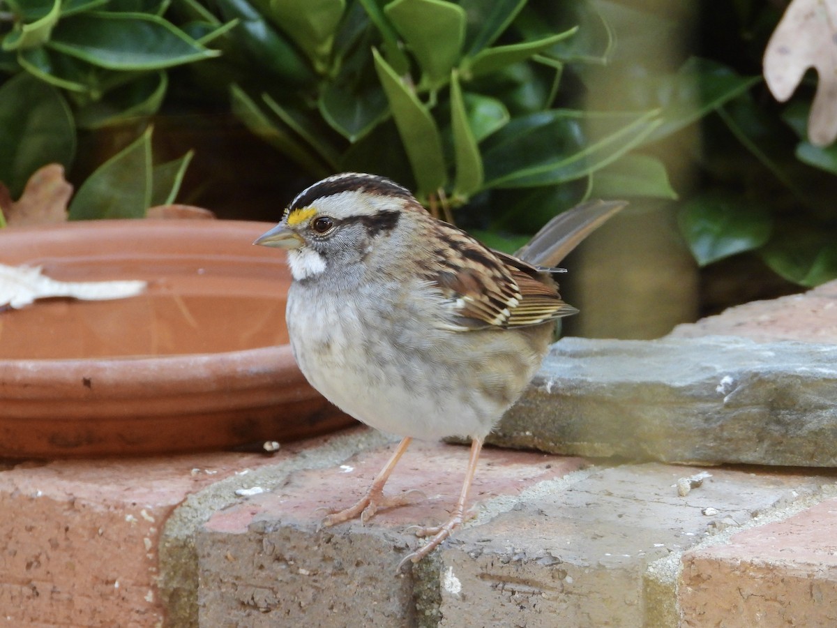 Белогорлая зонотрихия - ML645357135