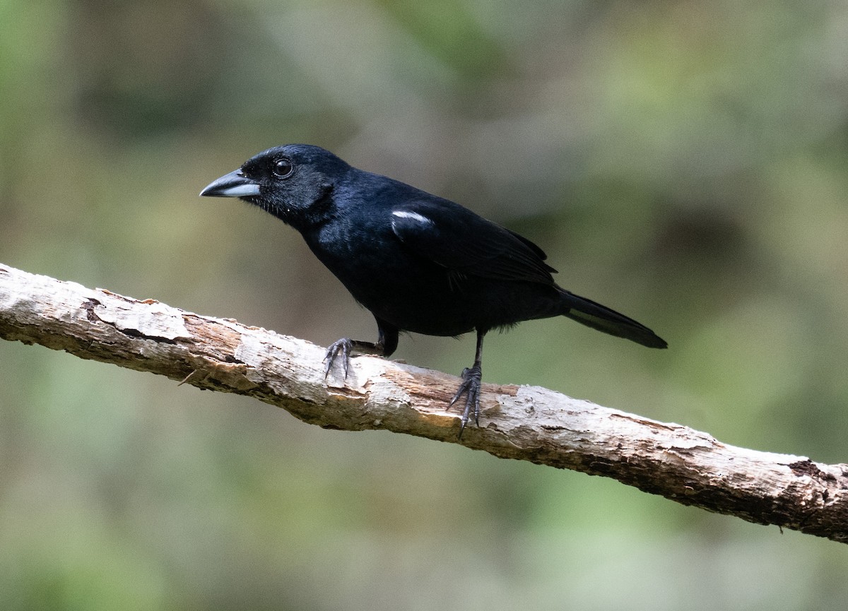 White-lined Tanager - ML645357141