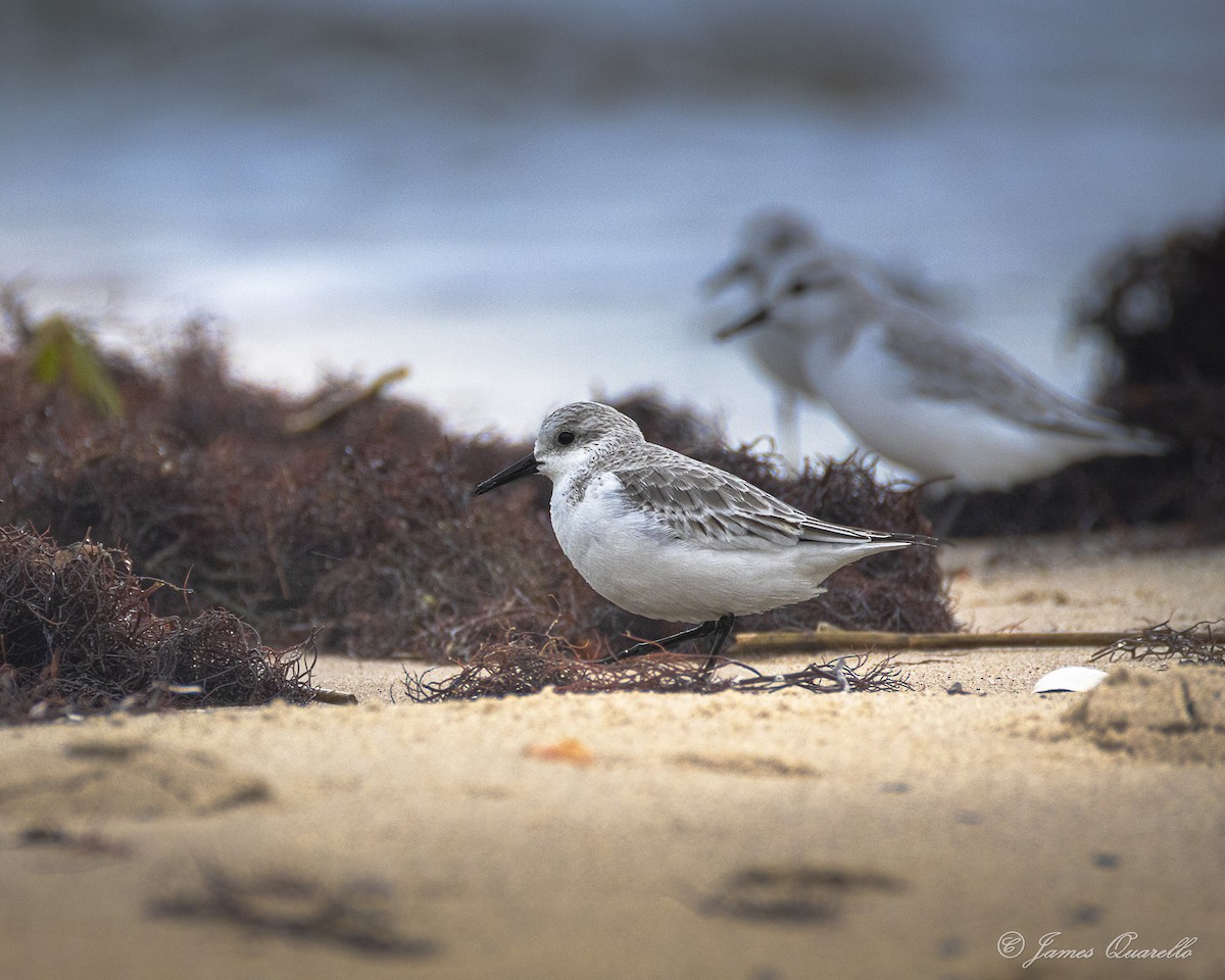 Sanderling - ML645357143
