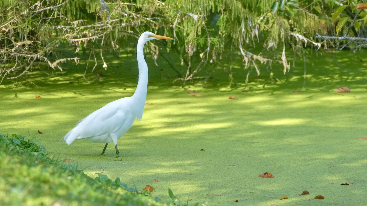 volavka bílá - ML645357151