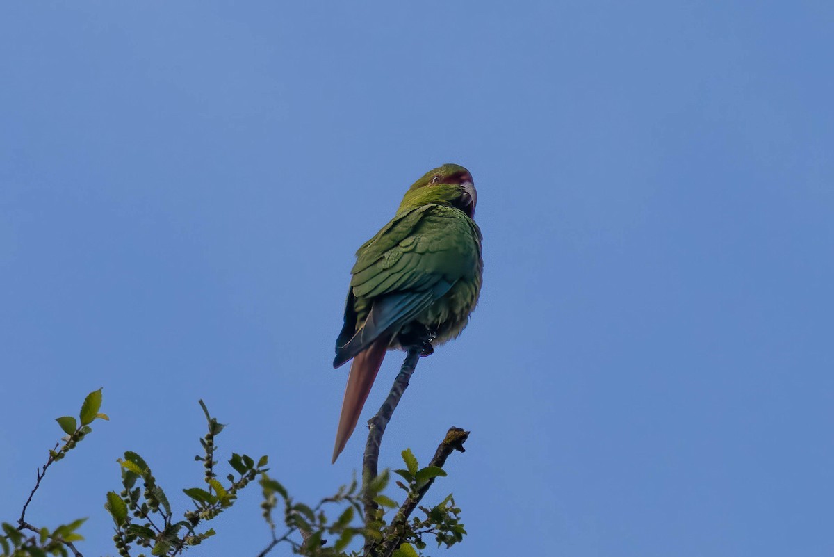 Langschnabelsittich - ML645357166