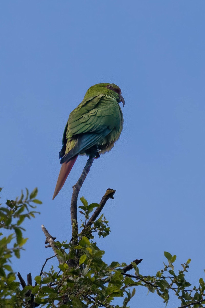 Langschnabelsittich - ML645357167