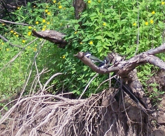 Amazon Kingfisher - ML645357173