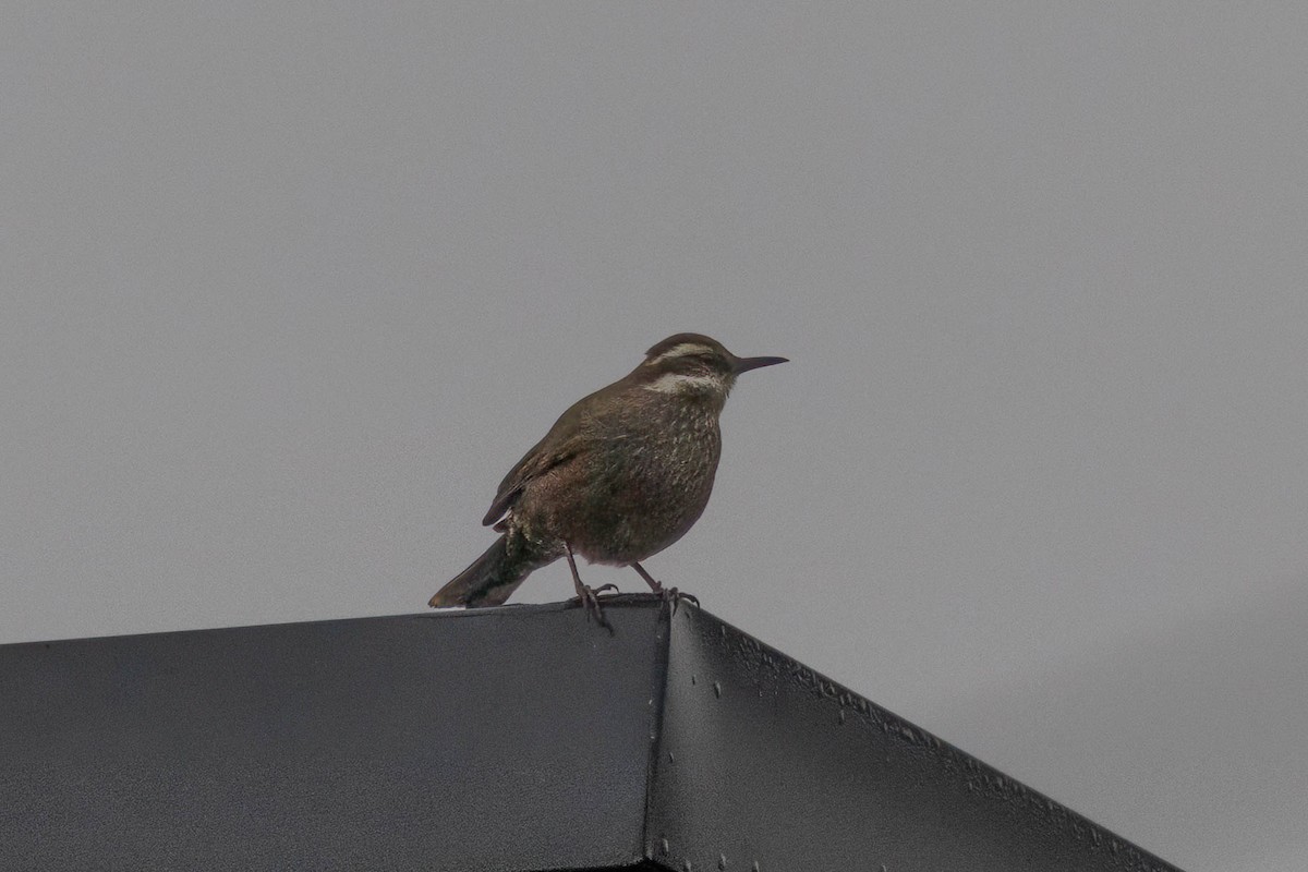 Streifenbrust-Uferwipper - ML645357176