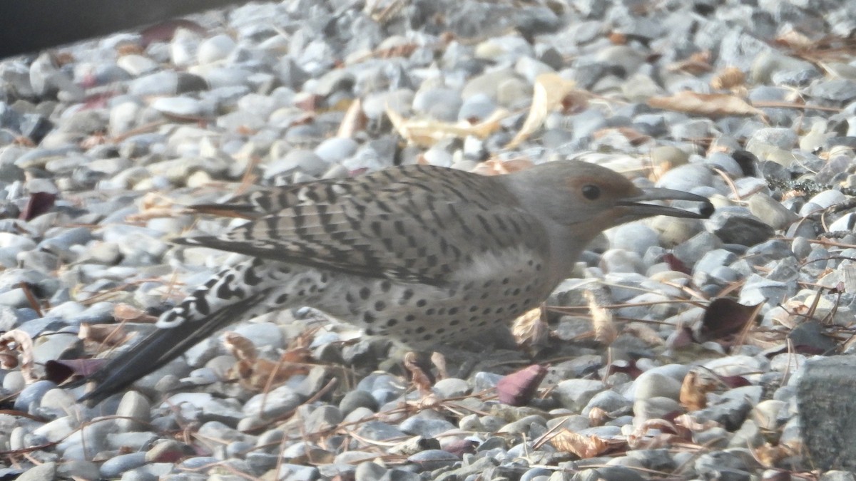 Northern Flicker (Red-shafted) - ML645357179