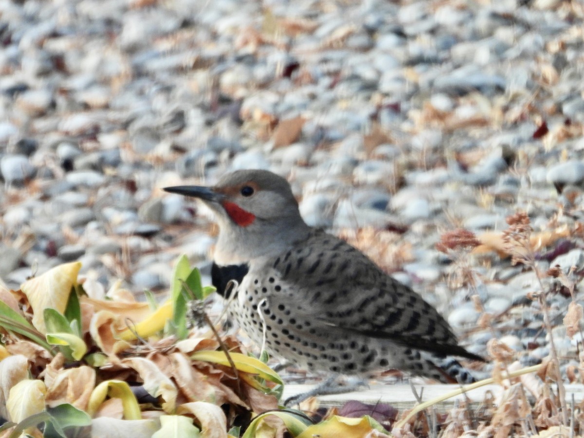 Northern Flicker (Red-shafted) - ML645357181