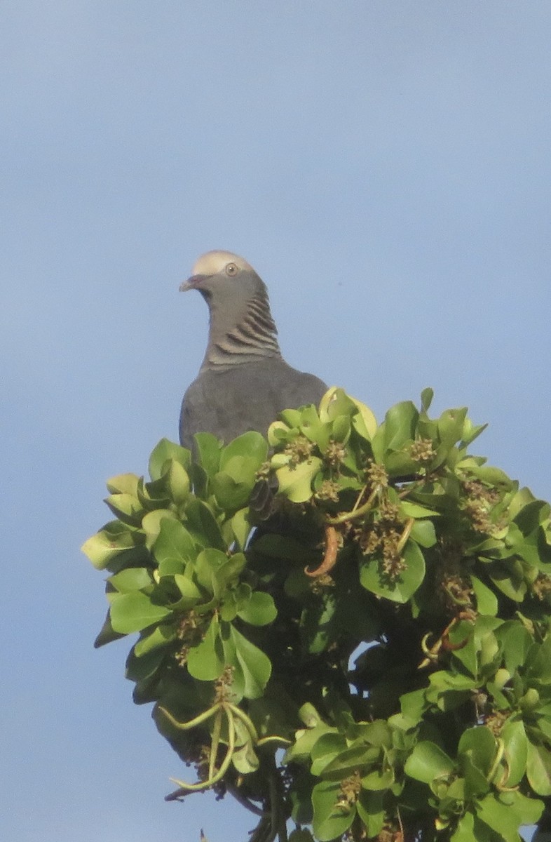 White-crowned Pigeon - ML645357191