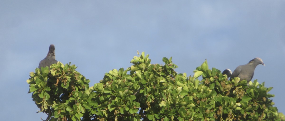 White-crowned Pigeon - ML645357192