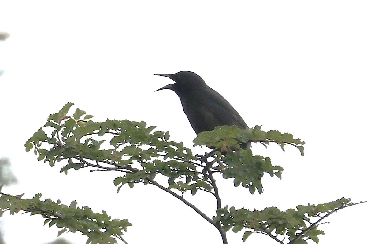 Austral Blackbird - ML645357212