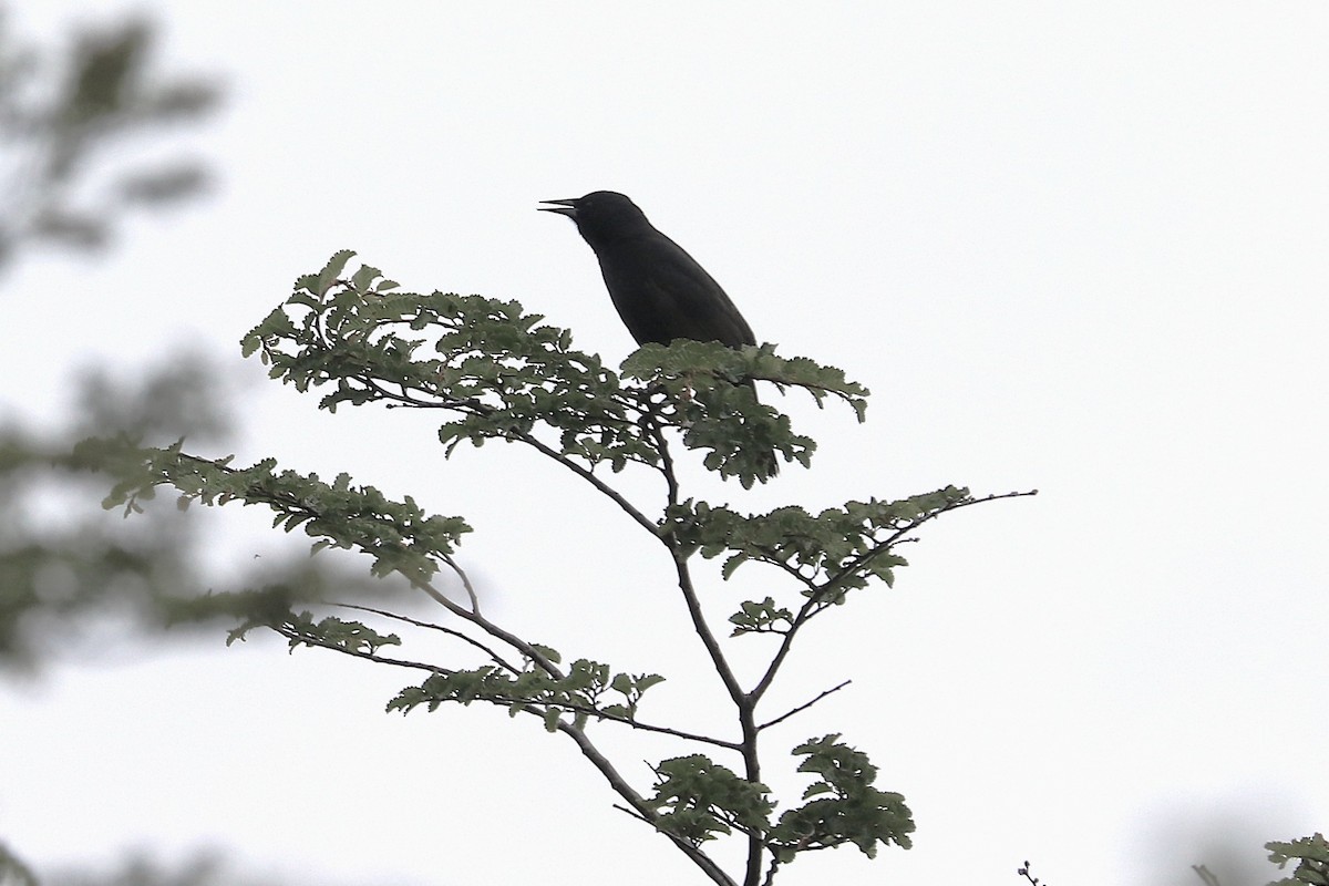 Austral Blackbird - ML645357213