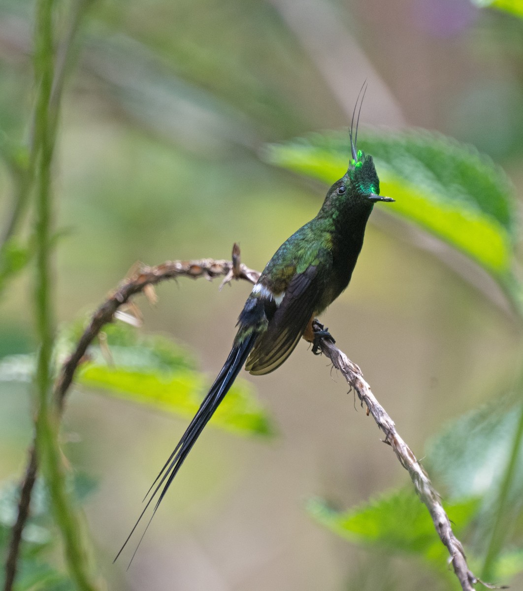 Wire-crested Thorntail - ML645357253