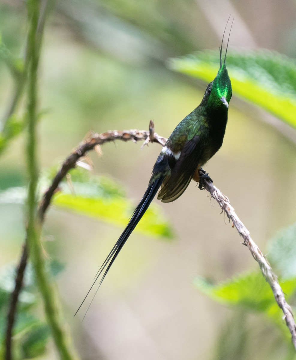 Wire-crested Thorntail - ML645357254