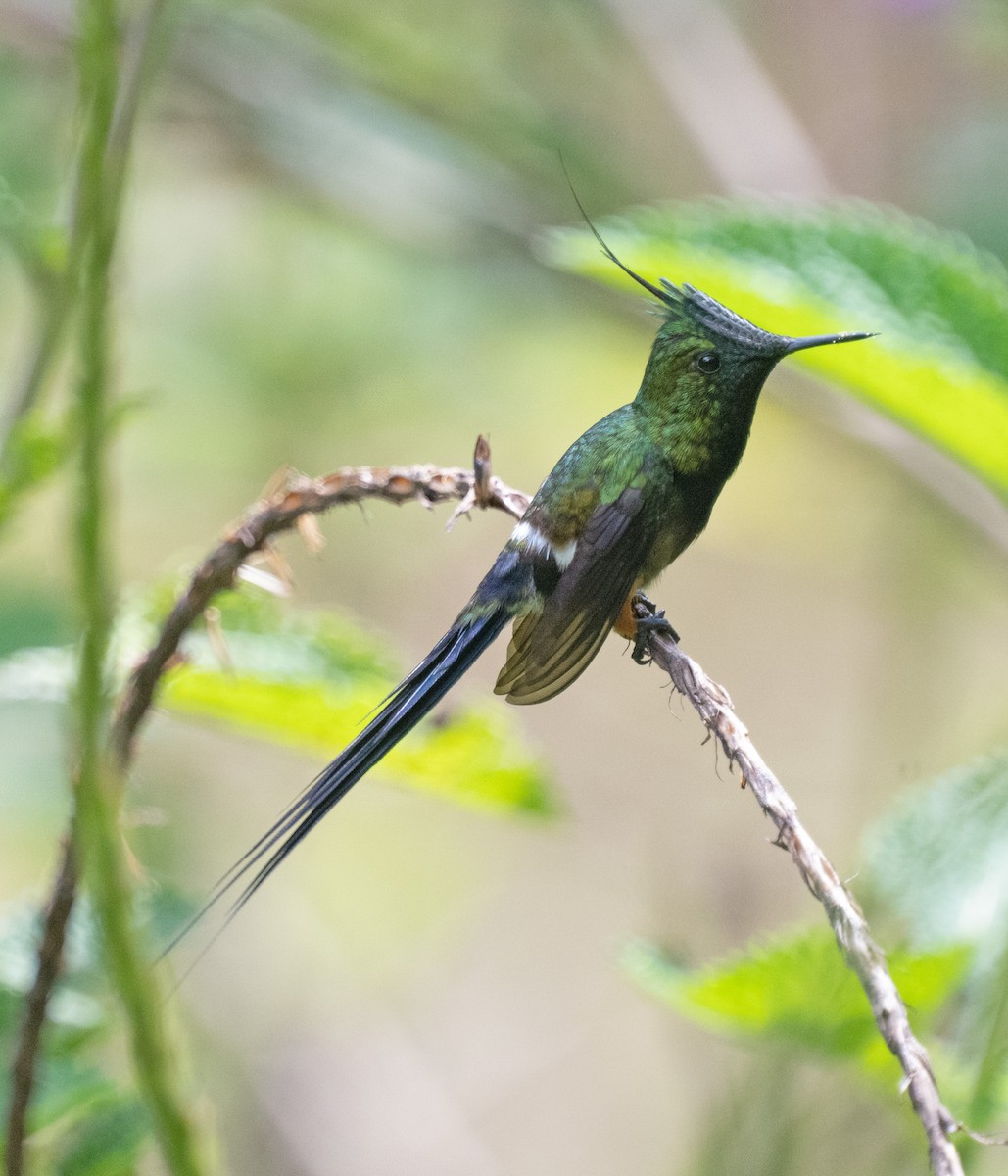 Wire-crested Thorntail - ML645357255