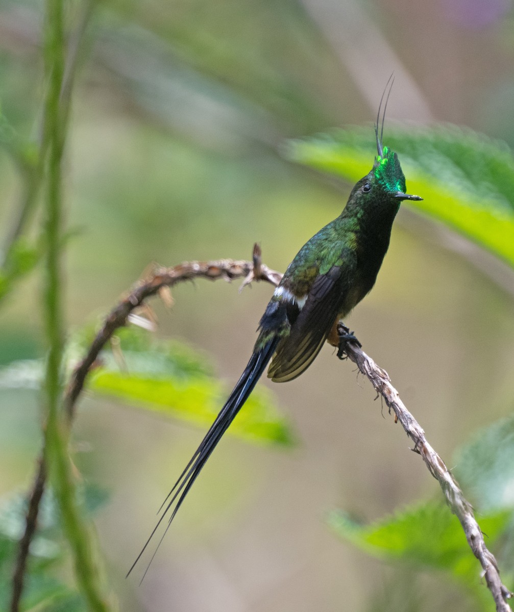 Wire-crested Thorntail - ML645357256