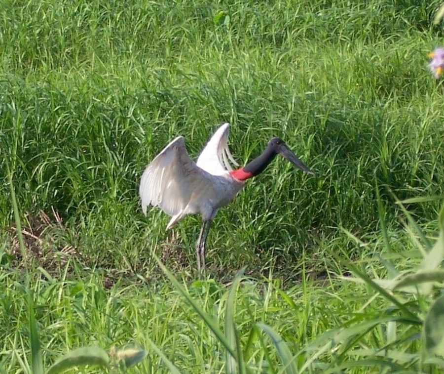 Jabiru - ML645357262
