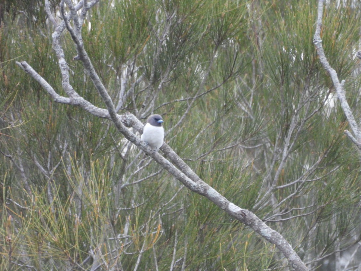White-breasted Woodswallow - ML645357263