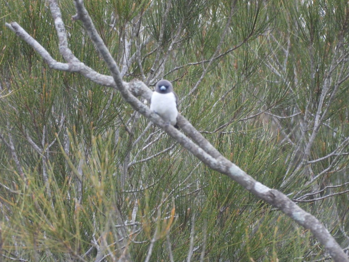 White-breasted Woodswallow - ML645357264