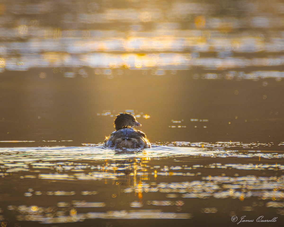 Pied-billed Grebe - ML645357270