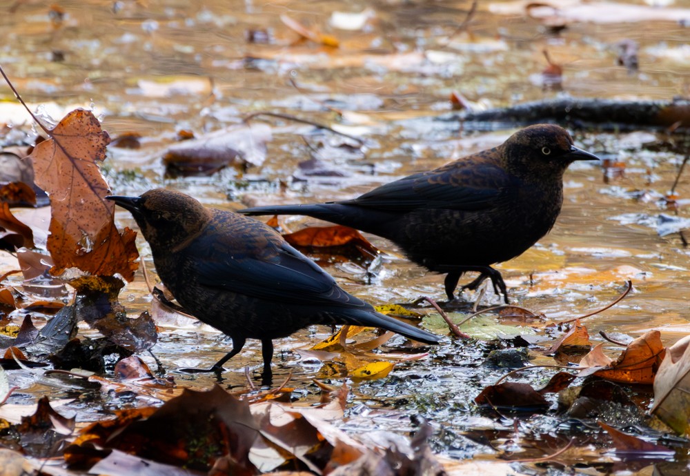 Rusty Blackbird - ML645357271