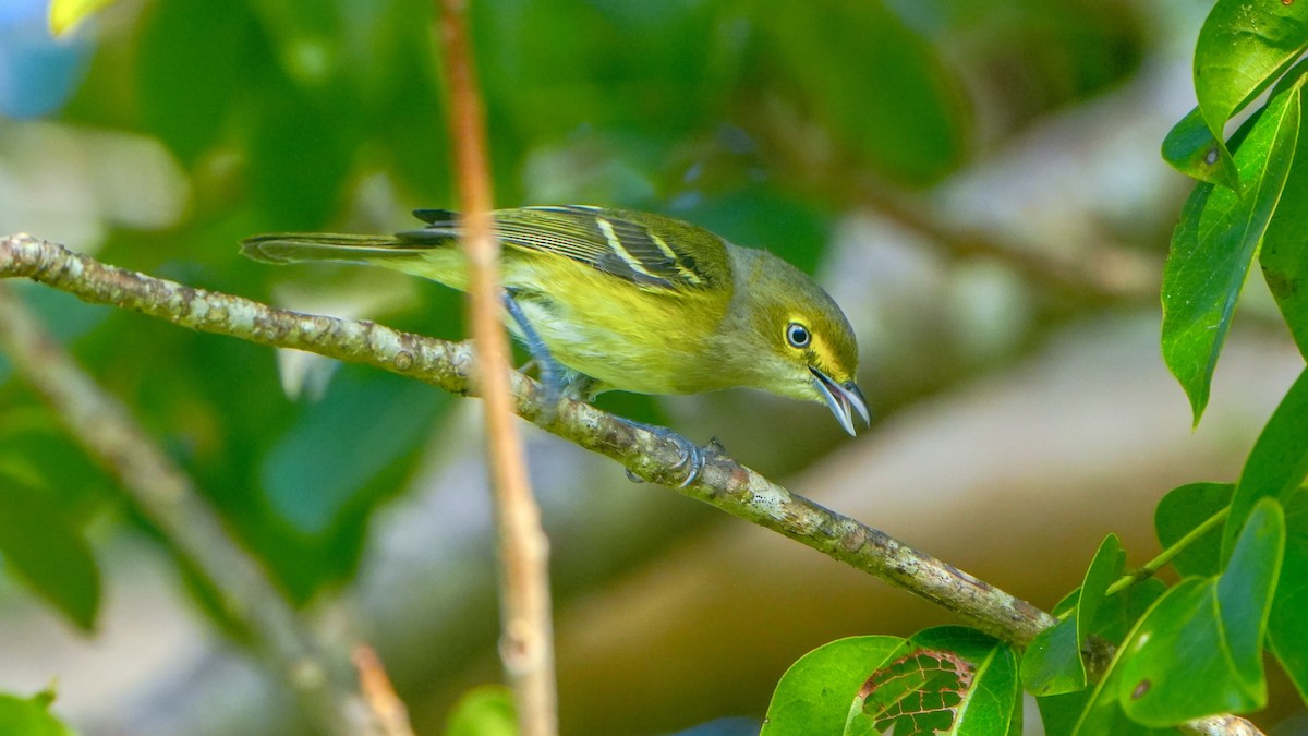 White-eyed Vireo - ML645357273