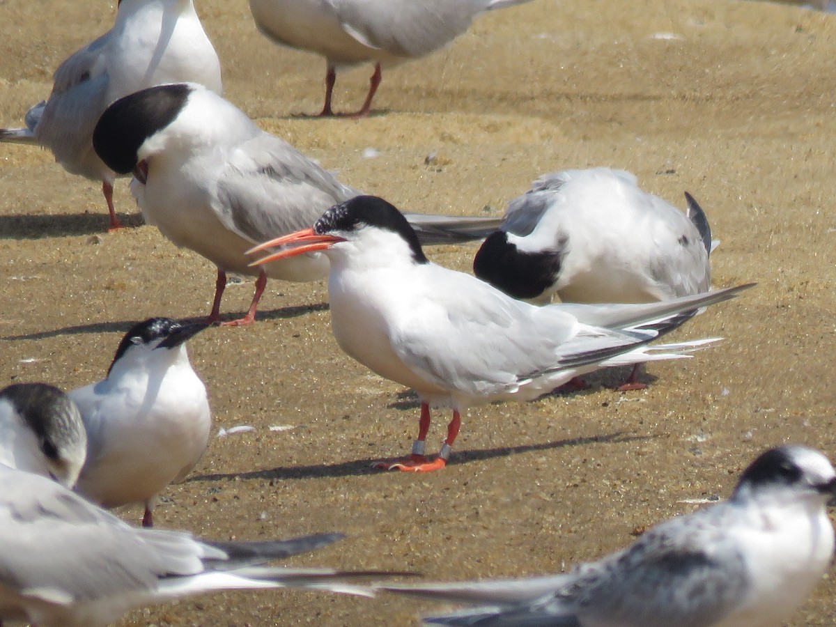 Roseate Tern - ML645357282