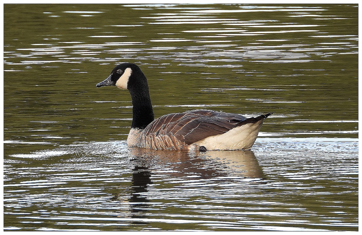 Canada Goose - ML645357285