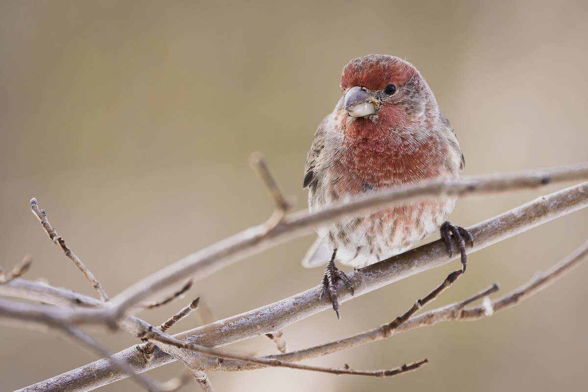House Finch - ML645357286