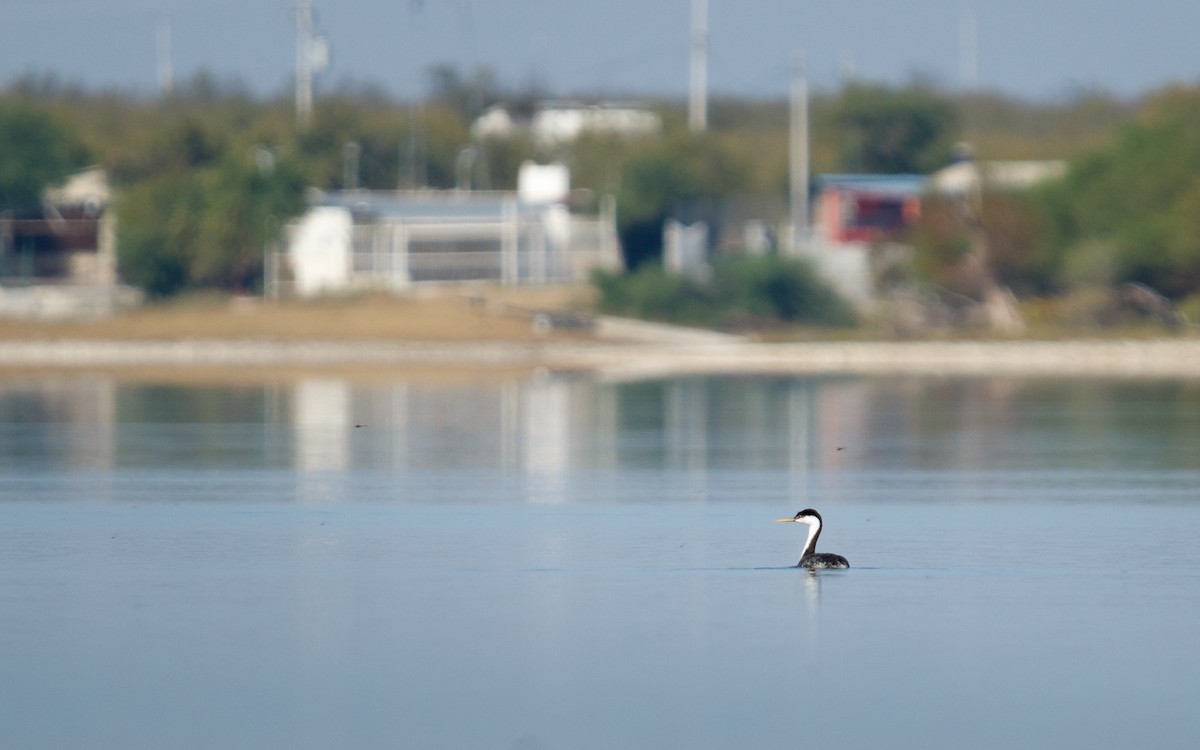 Western Grebe - ML645357291